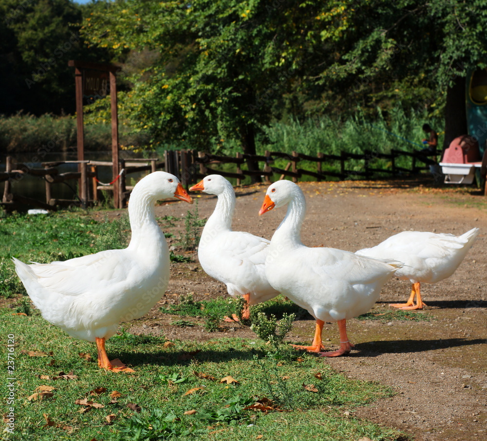 Obraz premium White geese