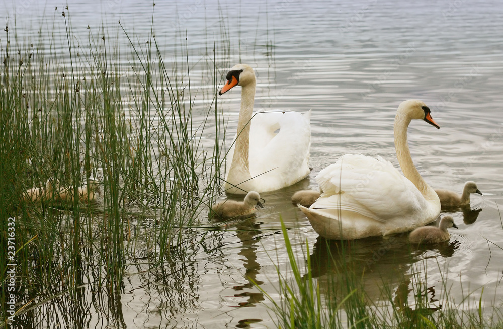 swans on the lake and young