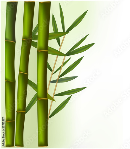 Bamboo on the green and white background. Vector.