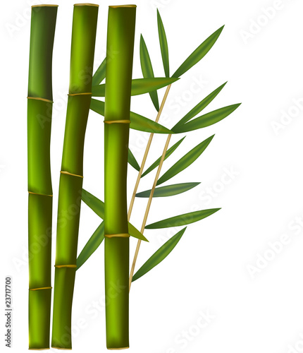 Bamboo isolated on white background.