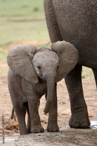 Canvas Print African Elephant Baby