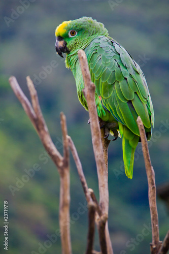 green costa rica parrot