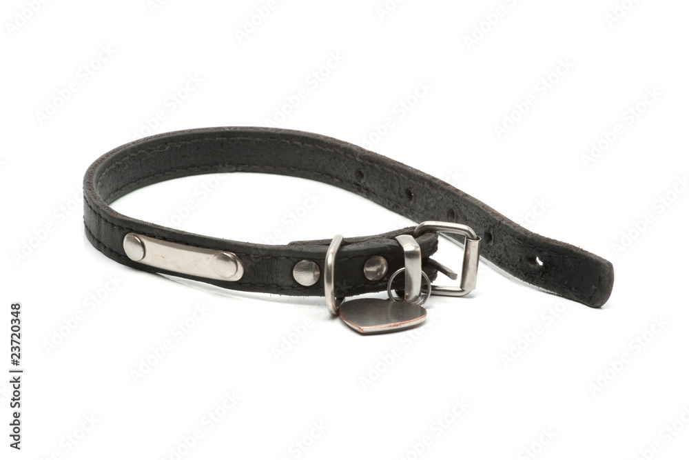 dog's collar dog's collar