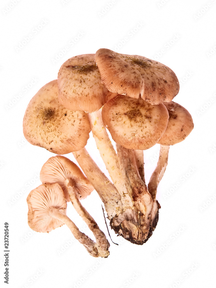 Fototapeta premium mushroom