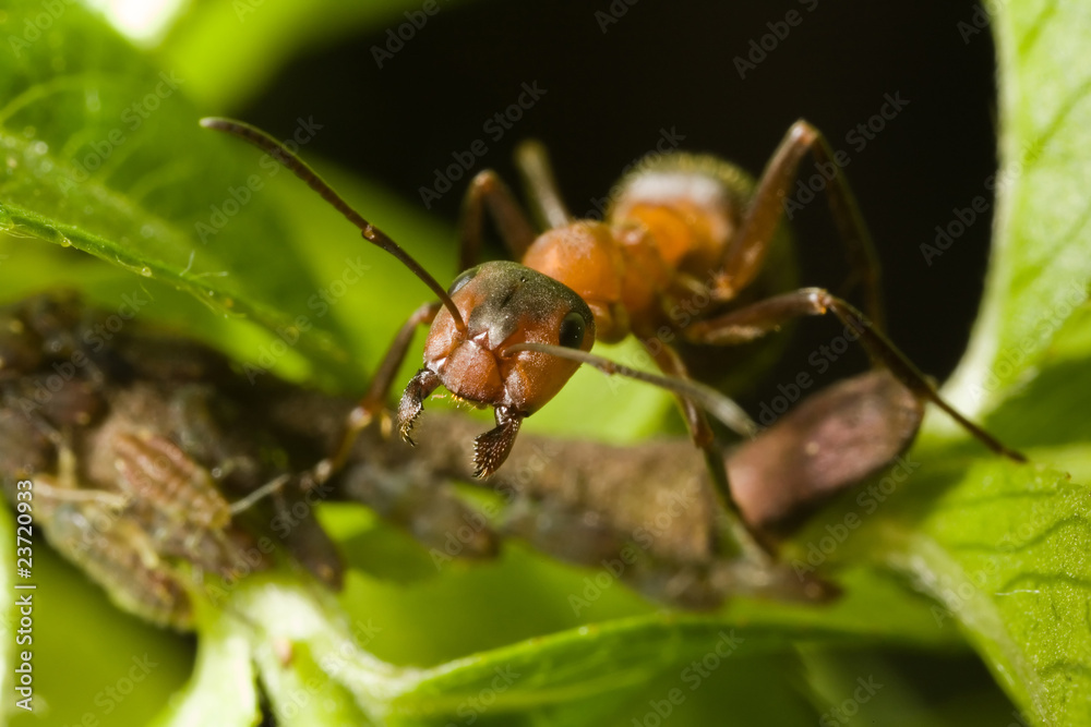 brown ant on the leaf with the greenfly brown ant on the leaf with the greenfly