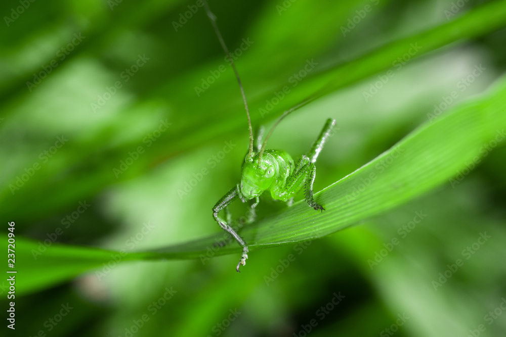 Green grasshoppers on the green blade of grass Green grasshoppers on the green blade of grass
