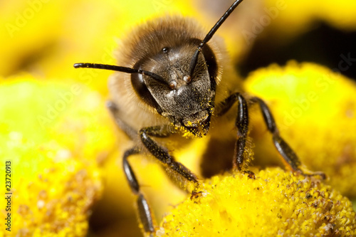 the bee with the pollen on its head and legs