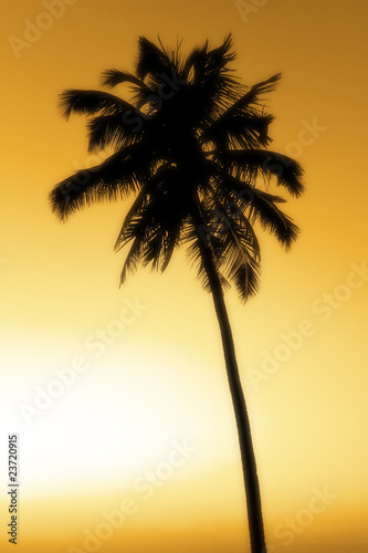 palm silhouette