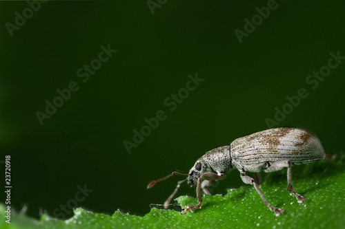 weevil on the leaf photo