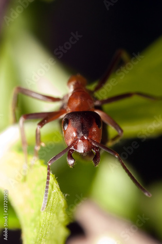 brown ant on the leaf
