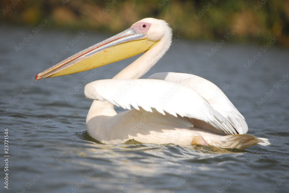 Great White Pelican (Pelecanus onocrotalus), lake Nakuru Great White Pelican (Pelecanus onocrotalus), lake Nakuru