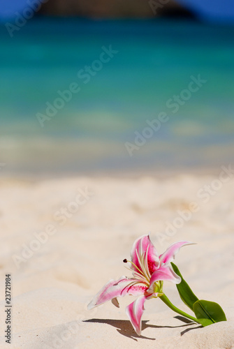 Beach Lily Hawaii