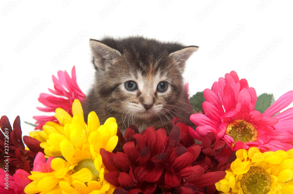 Fototapeta Tabby kitten and colorful flowers