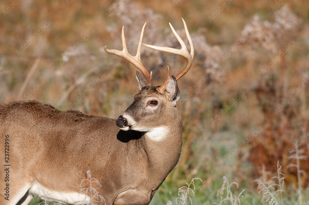 Obraz premium Whitetail deer and frost
