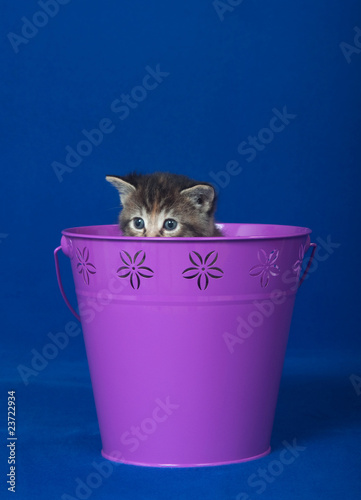 tabby kitten in bucket © Tony Campbell