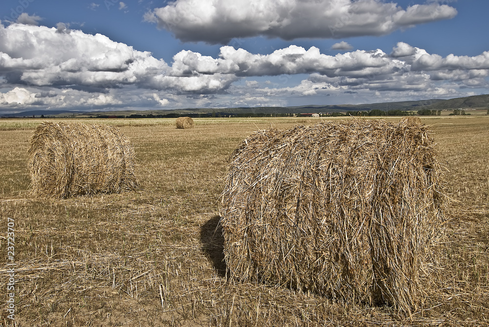 Fototapeta premium Agricultura.