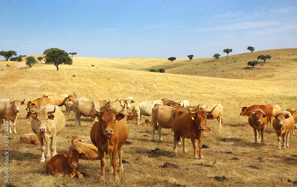 Obraz premium Cows in alentejo field.