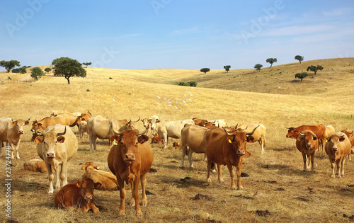 Cows in alentejo field.