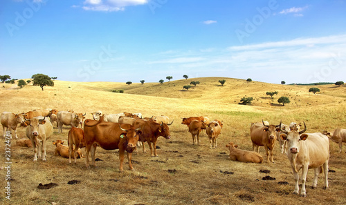 Cows in field.