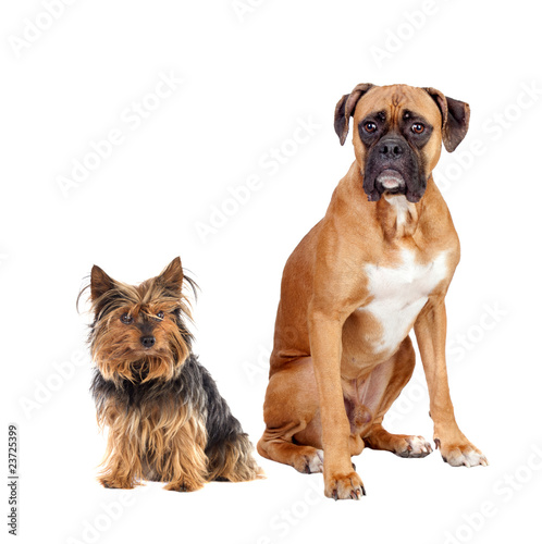 Two dogs of different breeds