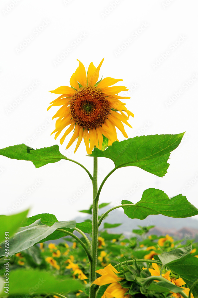 Obraz premium the closeup of Beautiful yellow Sunflower petals