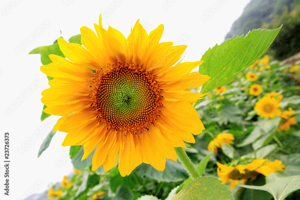 Fototapeta premium the closeup of Beautiful yellow Sunflower petals