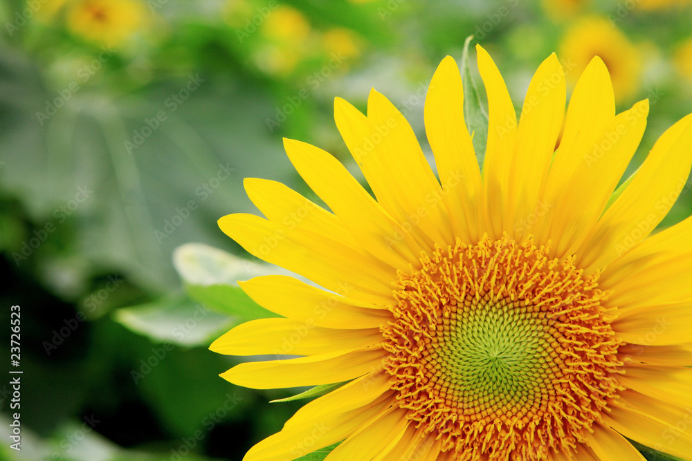 the closeup of Beautiful yellow Sunflower petals