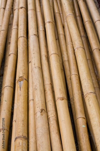 Bamboo pattern