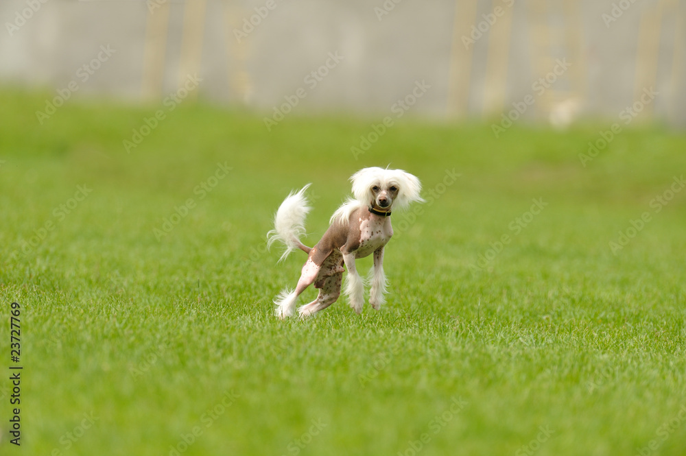 Chinese Crested Dog Chinese Crested Dog