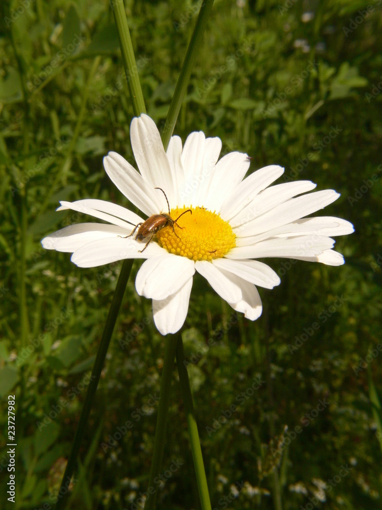 Margerite mit Käfer Margerite mit Käfer