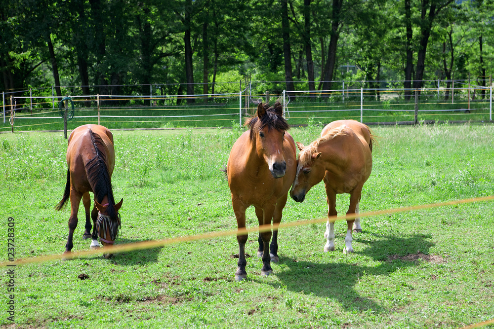 Fototapeta premium Horses