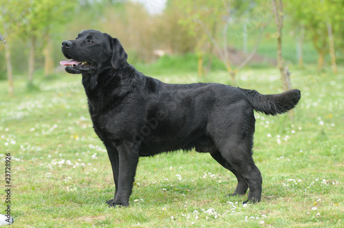 LABRADOR photo