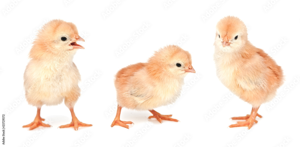 chicken chicken