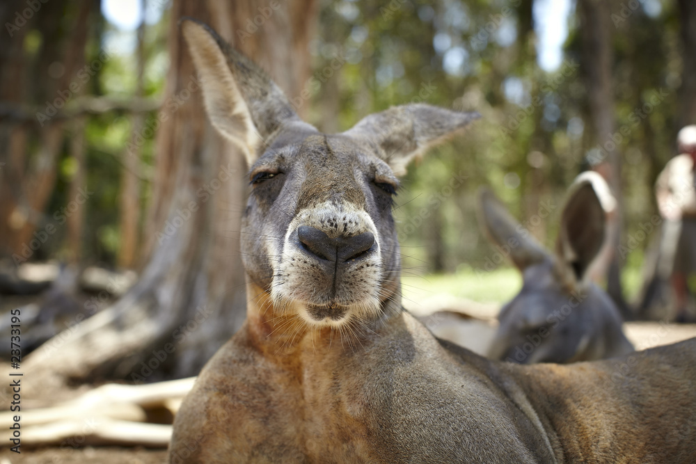 Portrait of a Kangaroo with a big snout