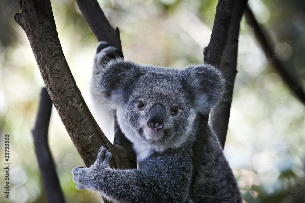 Obraz premium Koala bear sitting on the branch