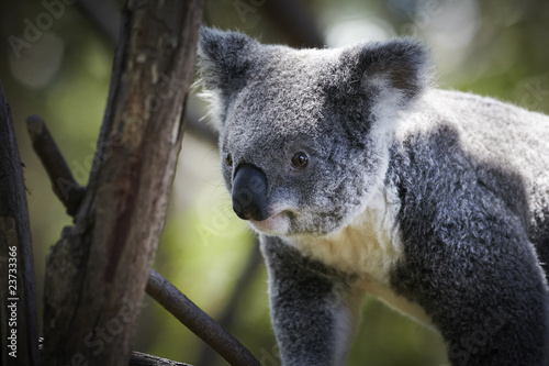 Koala climbing on a tree branches