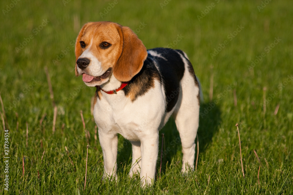 Happy beagle dog in a park