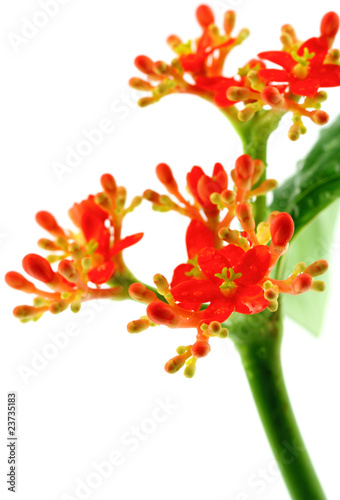 tige fleurie de jatropha podagrica, fond blanc photo