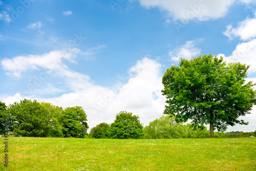 Nature background, green grass,trees and cloudy sky