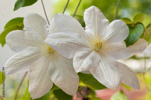 white clematis flowers