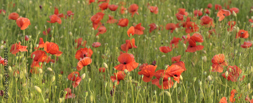 red poppy