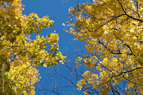 Golden maple © Nadezhda Bolotina