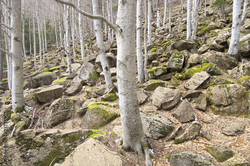 winter beech photo