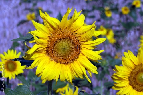 GIRASOLES