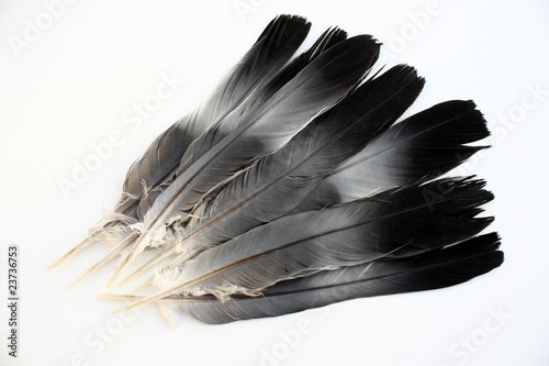 plumes de pigeon