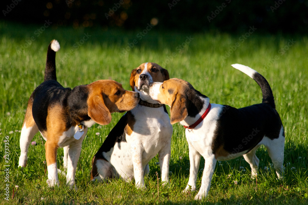Happy beagle dogs in a park