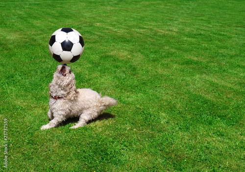 Hund spielt Fußball