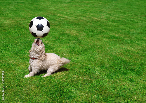 Hund spielt Fu  ball