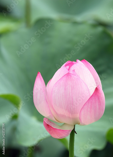 beautiful pink lotus