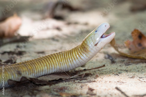 Cobra de duas cabeças photo
